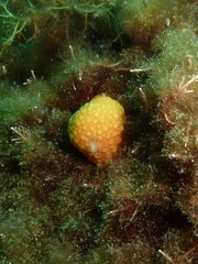 Alcyonium digitatum