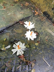 Nyctanthes arbor-tristis