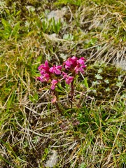 Pedicularis nordmanniana