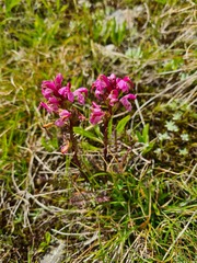 Pedicularis nordmanniana