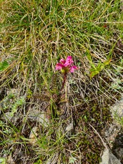 Pedicularis nordmanniana