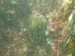 Laminaria digitata