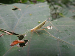 Oecanthus longicauda
