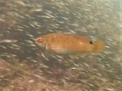 Ctenolabrus rupestris