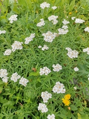 Achillea biserrata