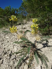 Astragalus alopecuroides
