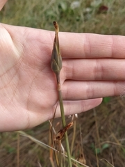 Scorzonera parviflora