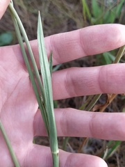 Scorzonera parviflora