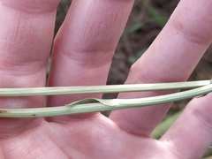 Scorzonera parviflora