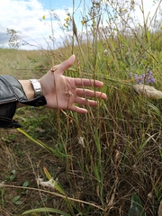 Scorzonera parviflora