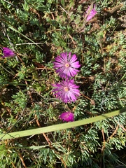 Lampranthus debilis