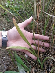Scorzonera parviflora