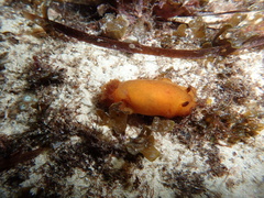 Dendrodoris fumata