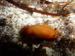 Dendrodoris fumata