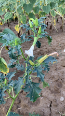 Datura stramonium