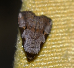 Chorsia costimacula