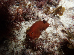 Dendrodoris fumata