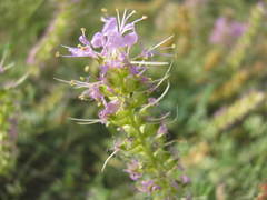 Dalea scariosa