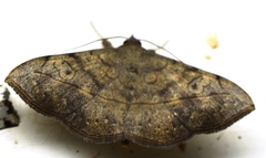 Anticarsia irrorata