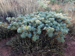 Astragalus granatensis