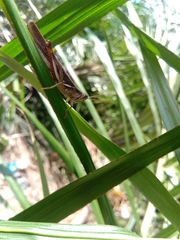 Stenocatantops cornelii