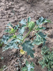 Datura stramonium