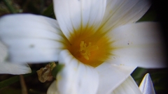 Romulea leipoldtii