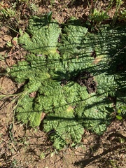 Arctopus echinatus