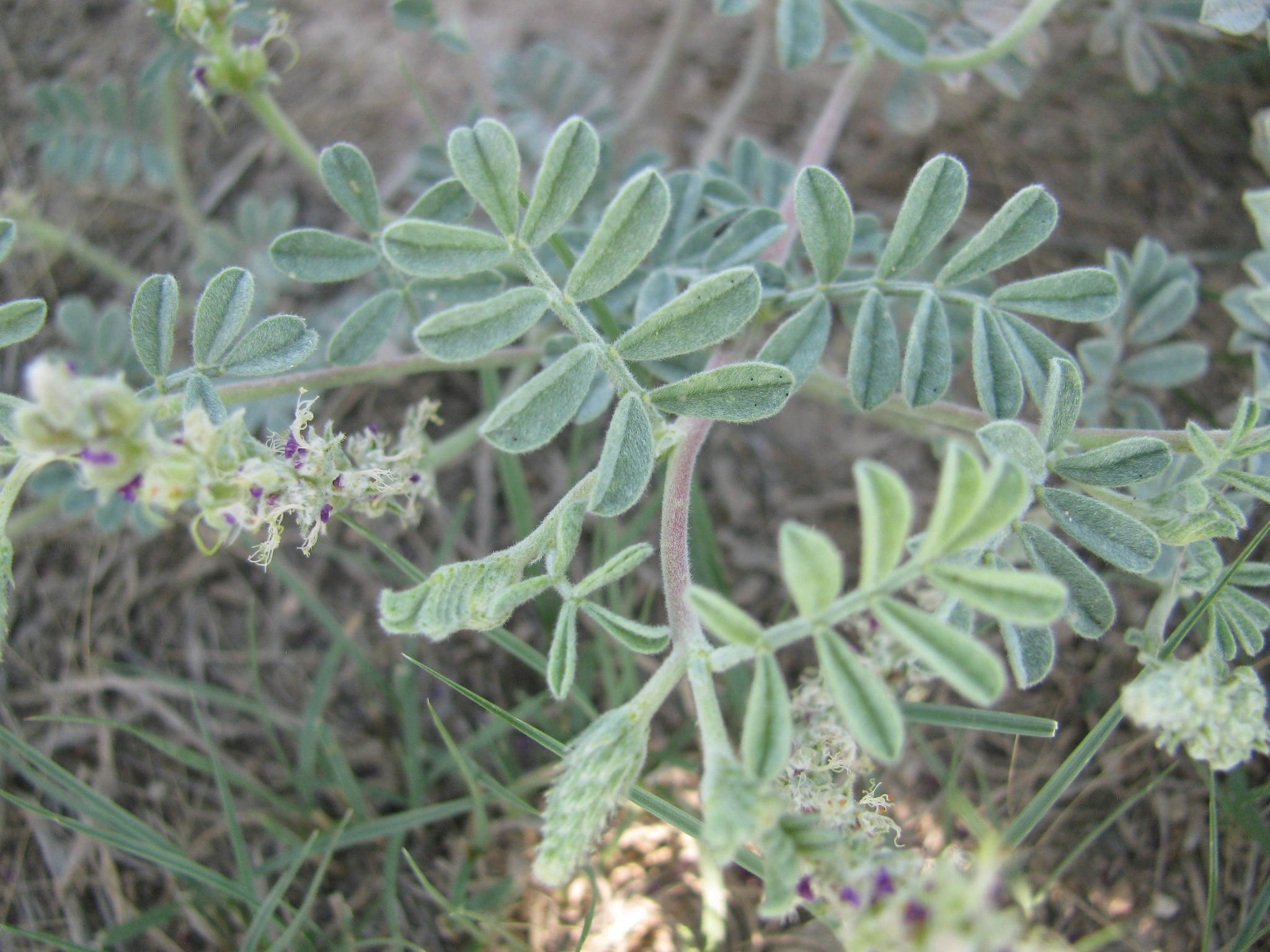 Dalea lanata var. lanata