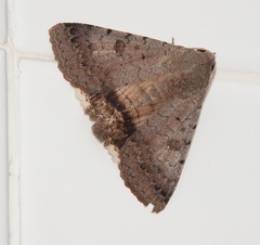Pandesma quenavadi