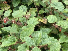 Rubus tricolor
