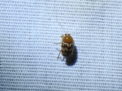 Cryptocephalus fulguratus