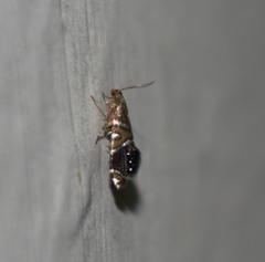 Glyphipteriginae