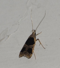 Deltoplastis commatopa