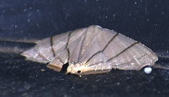 Orudiza protheclaria