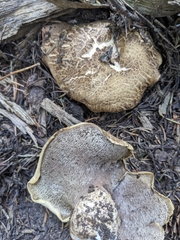 Phellodon violascens