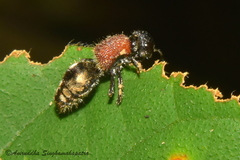 Mutillinae
