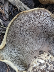 Phellodon violascens