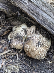 Phellodon violascens