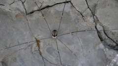 Leiobunum roseum