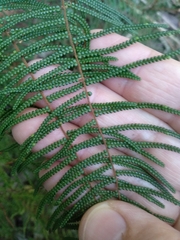 Gleichenia dicarpa
