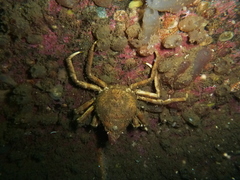 Hyas araneus