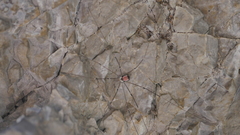 Leiobunum roseum