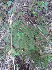 Gleichenia dicarpa