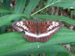 Tanaecia iapis