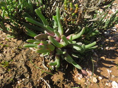 Cheiridopsis rostrata