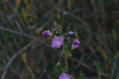 Malva weinmanniana