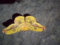 Copaxa lavenderohidalgensis