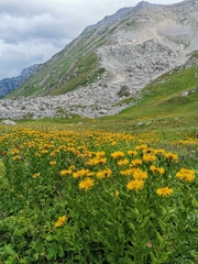 Pentanema orientale