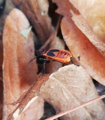 Pyrrhocoris apterus